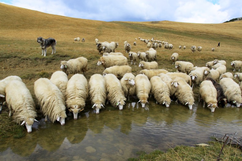 Sheeps_drink_from_Lumbardh_lake
